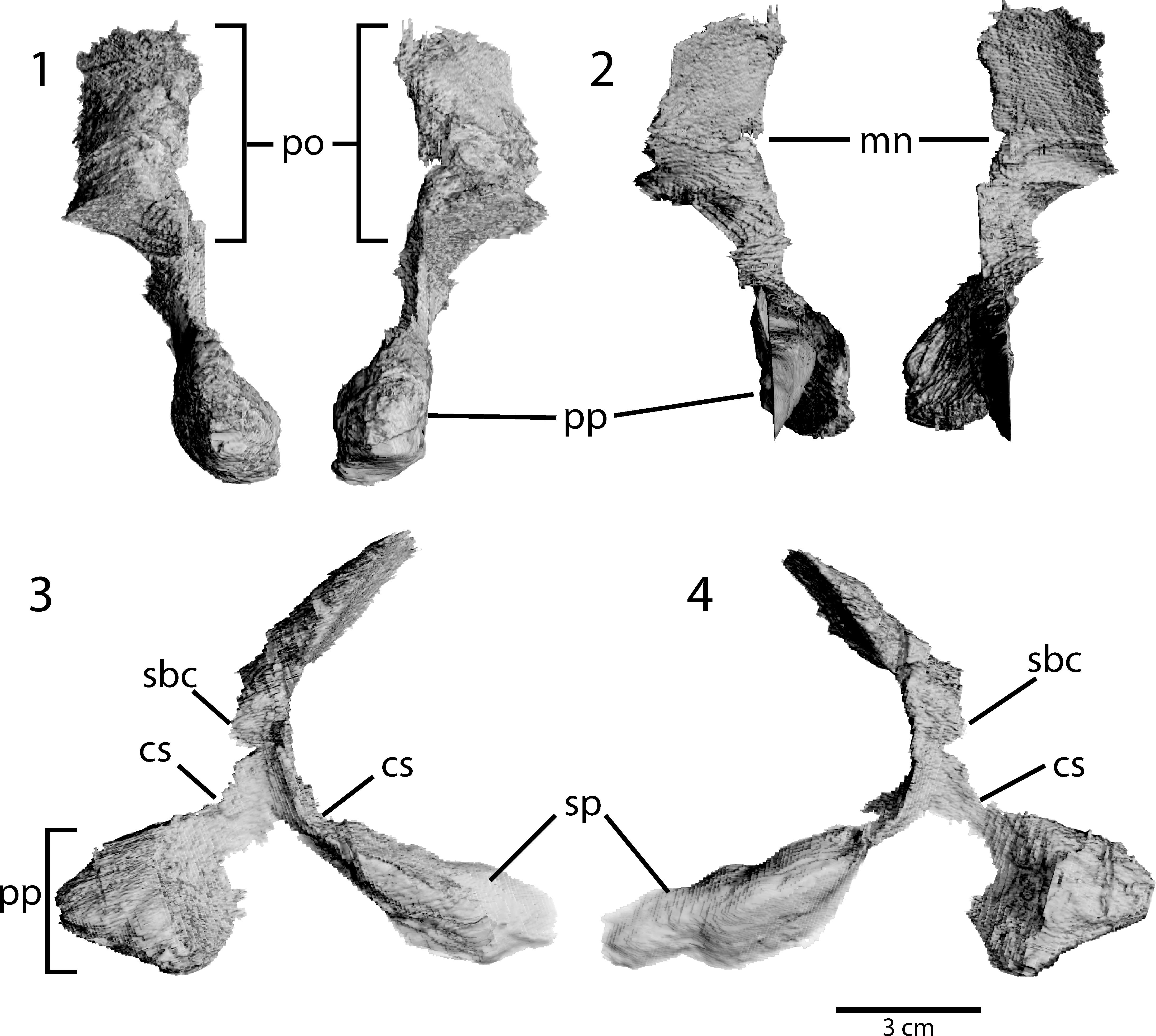 Endocranial Anatomy Of A New Fossil Porpoise (odontoceti, Phocoenidae 