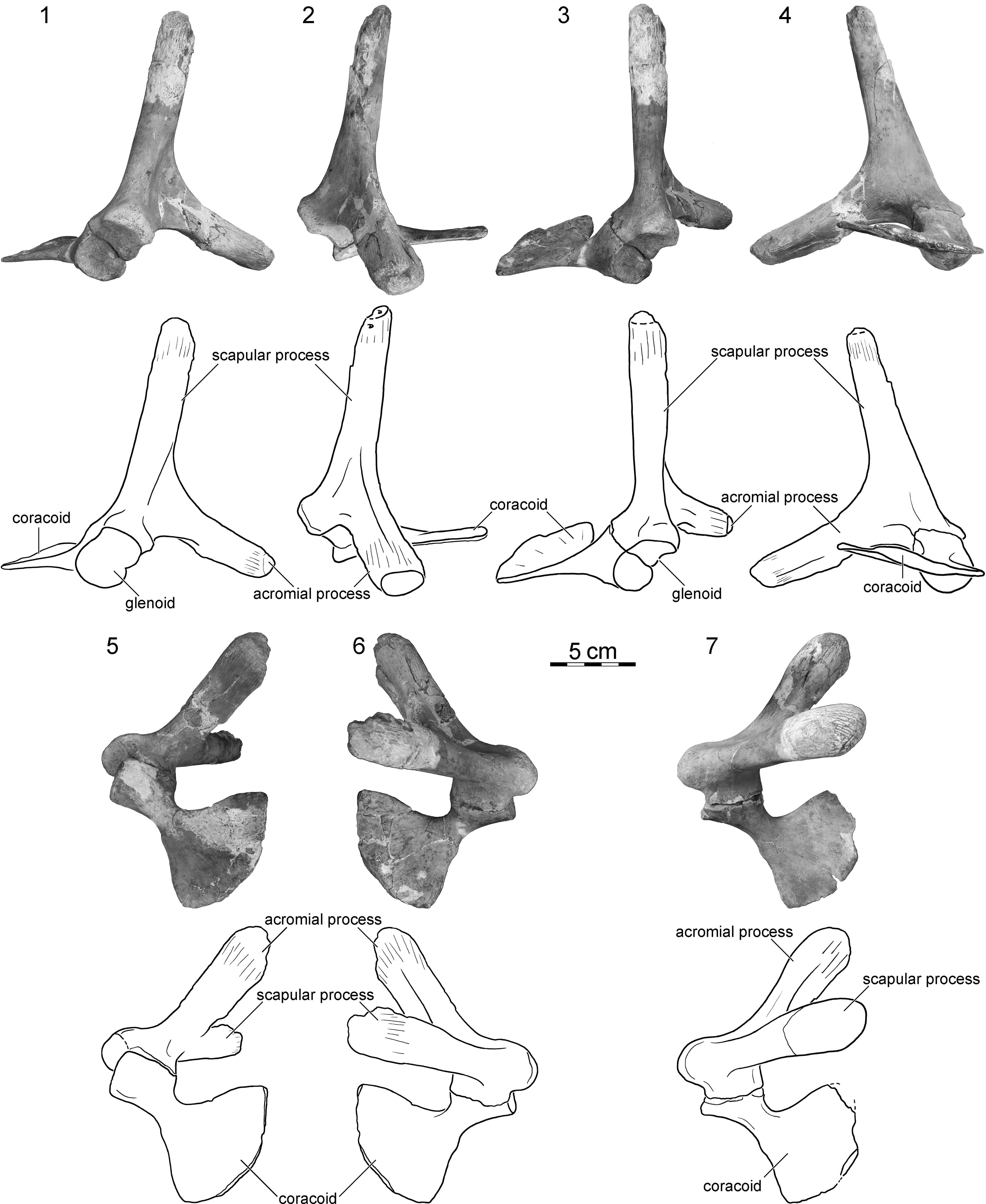 The Skeletal Morphology Of The Solemydid Turtle Naomichelys Speciosa 