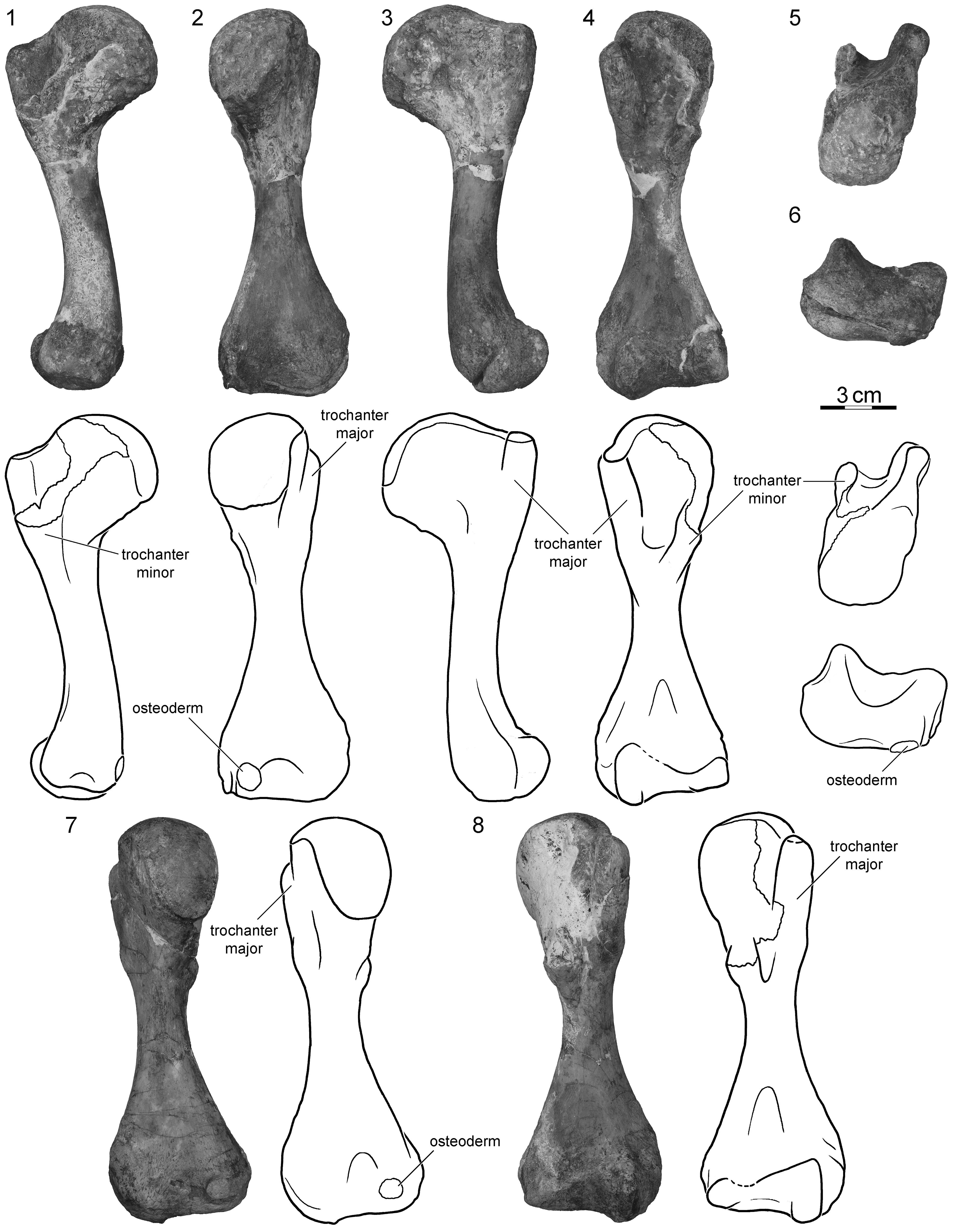 The skeletal morphology of the solemydid turtle Naomichelys speciosa ...