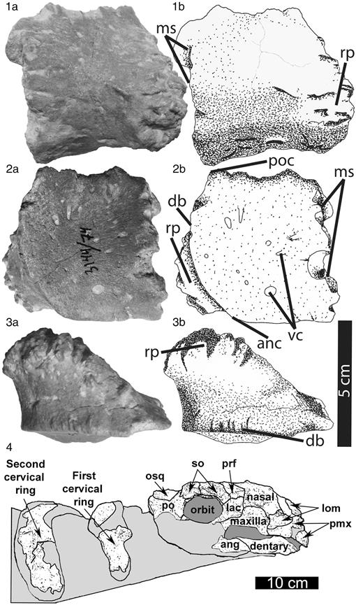 Postcrania of juvenile Pinacosaurus grangeri (Ornithischia ...