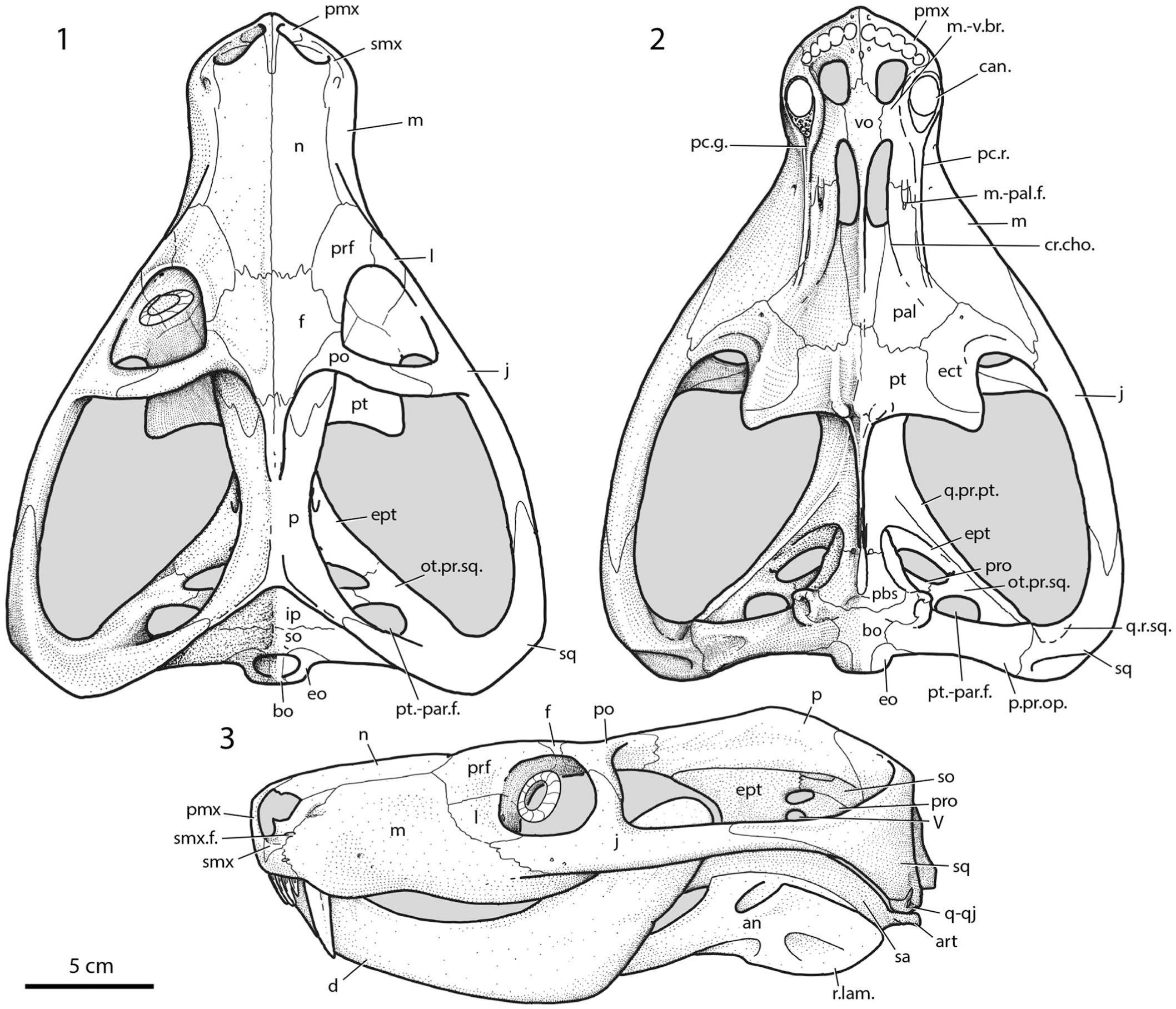 Revision of the first therocephalian, Theriognathus Owen (Therapsida ...