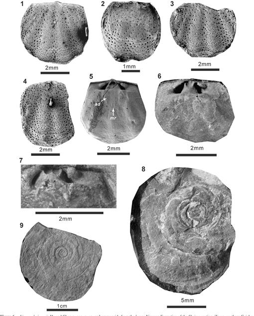 A new genus Liaous of early Anisian Stage (Middle Triassic) brachiopods ...