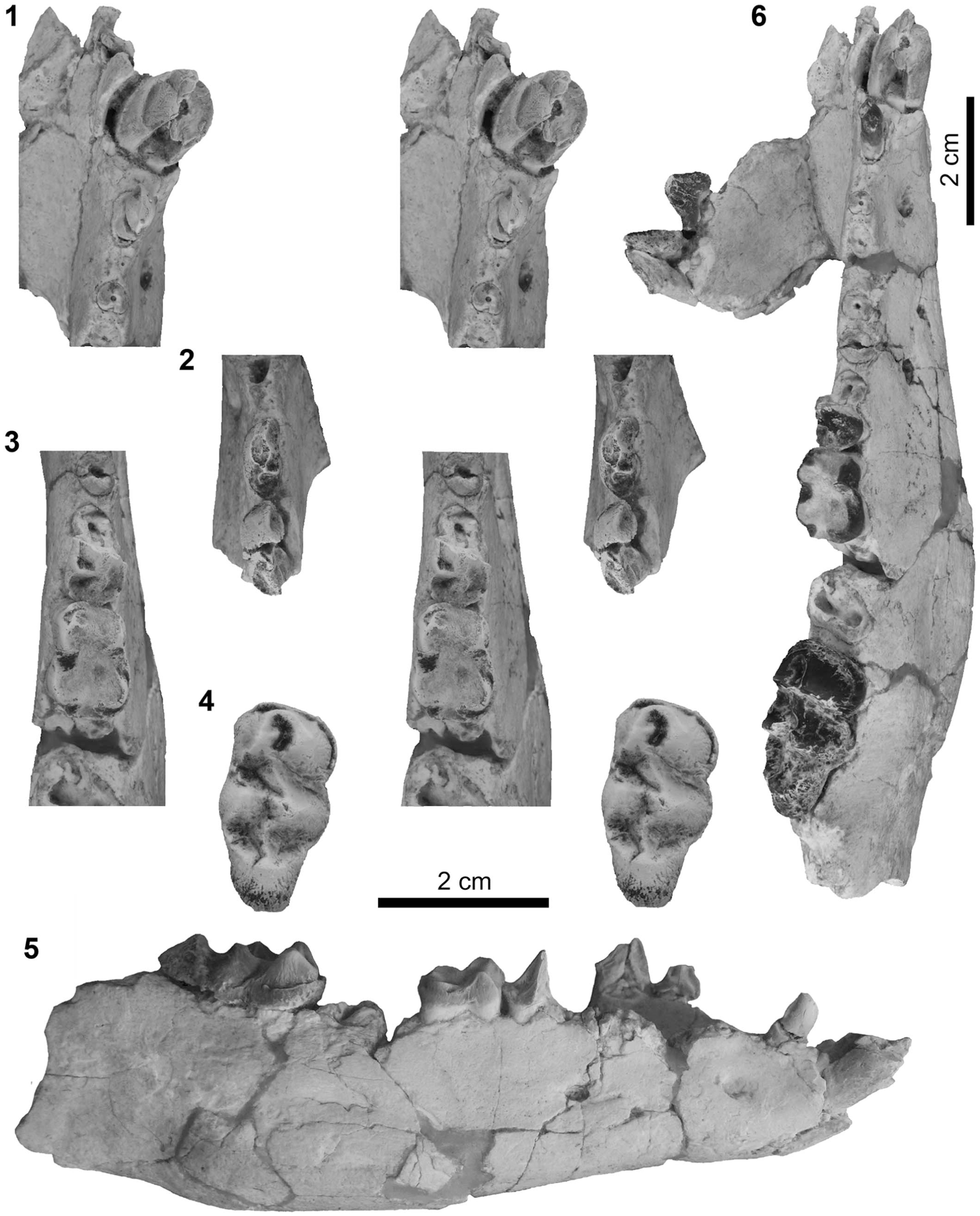 A new anthracothere (Artiodactyla) from the early Oligocene, Fayum ...