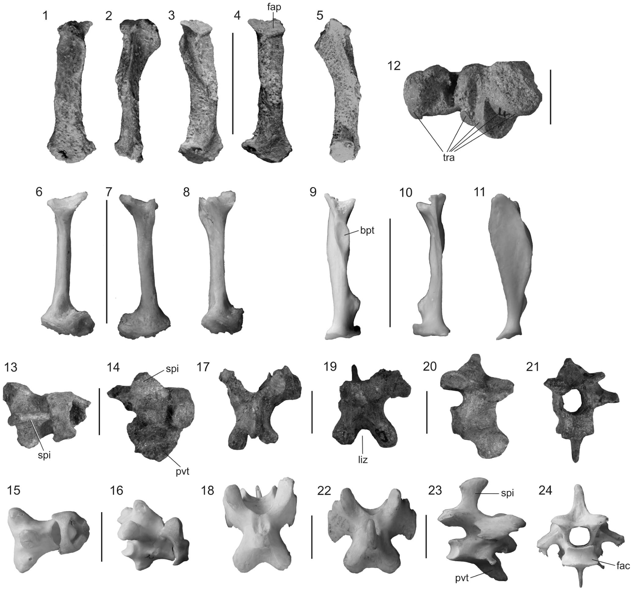 Osteology And Phylogenetic Affinities Of The Middle Eocene North 