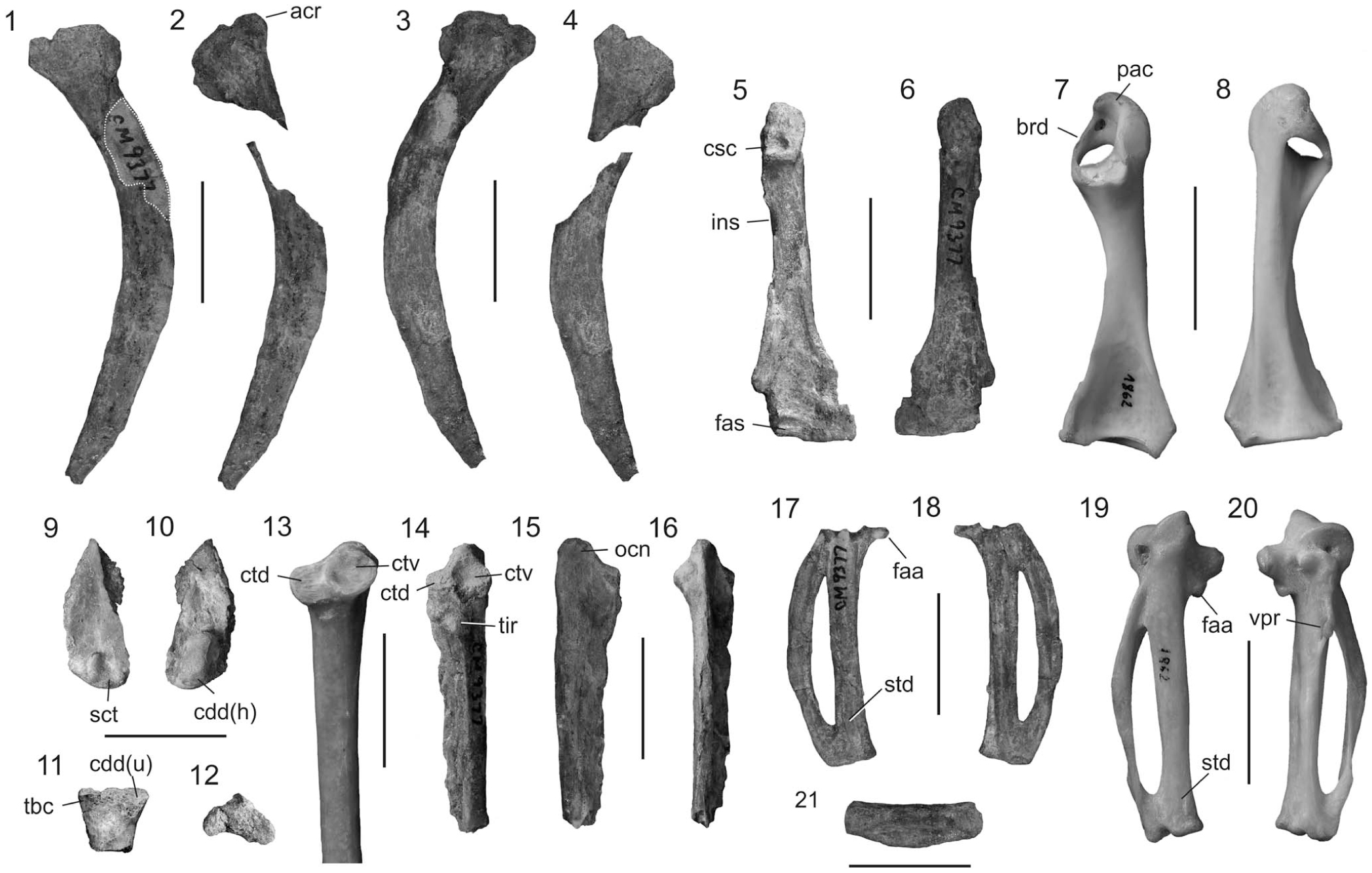 Osteology and phylogenetic affinities of the middle Eocene North ...