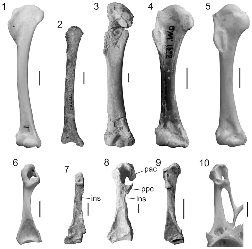 Osteology and phylogenetic affinities of the middle Eocene North ...