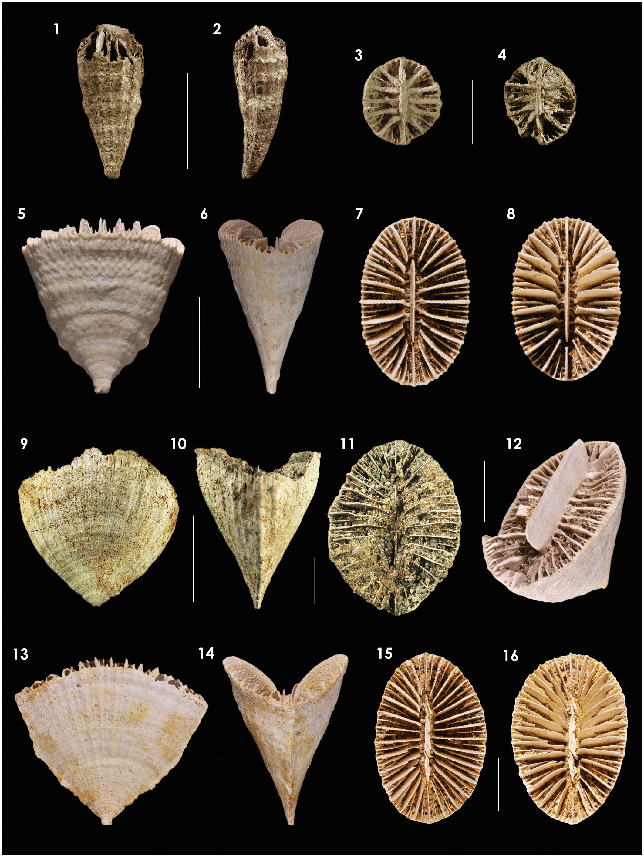 New azooxanthellate genus of Scleractinia (Flabellidae) from the ...