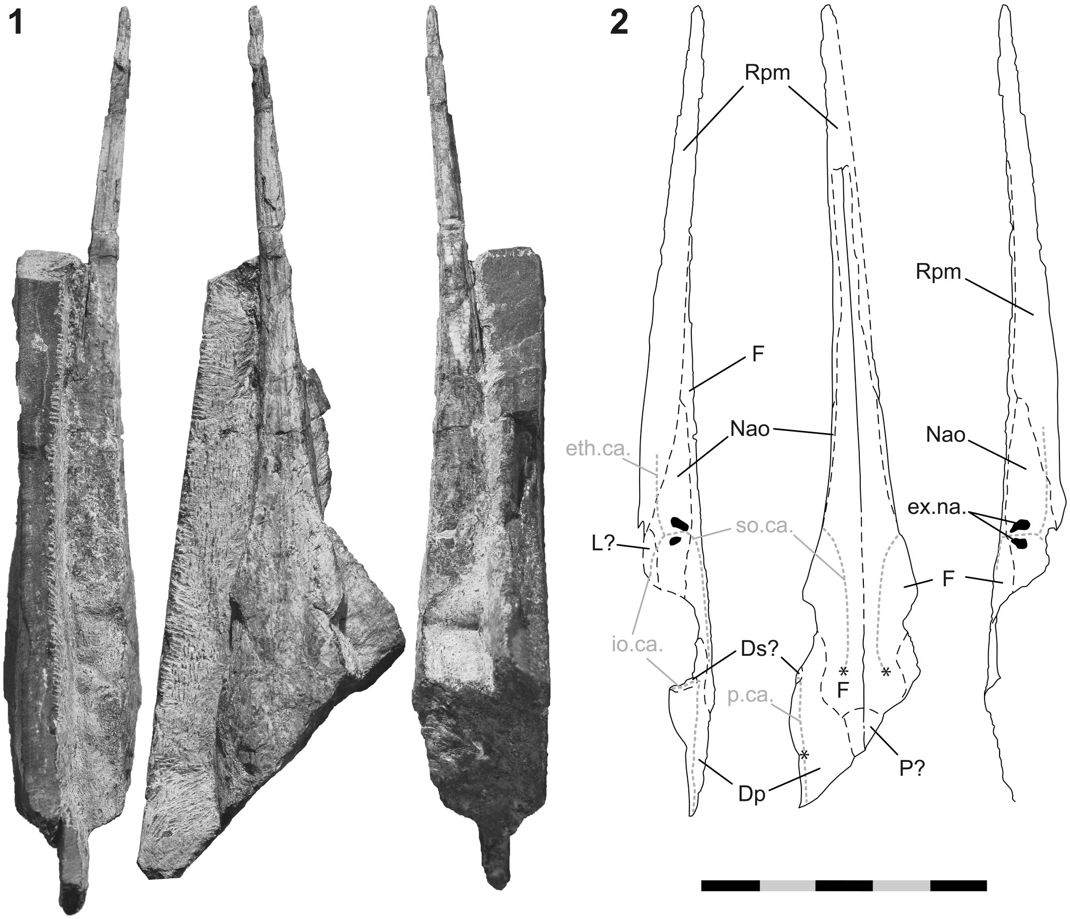 https://bioone.org/ContentImages/Journals/pleo/91/5/jpa.2017.36/graphic/f06_1025.jpg