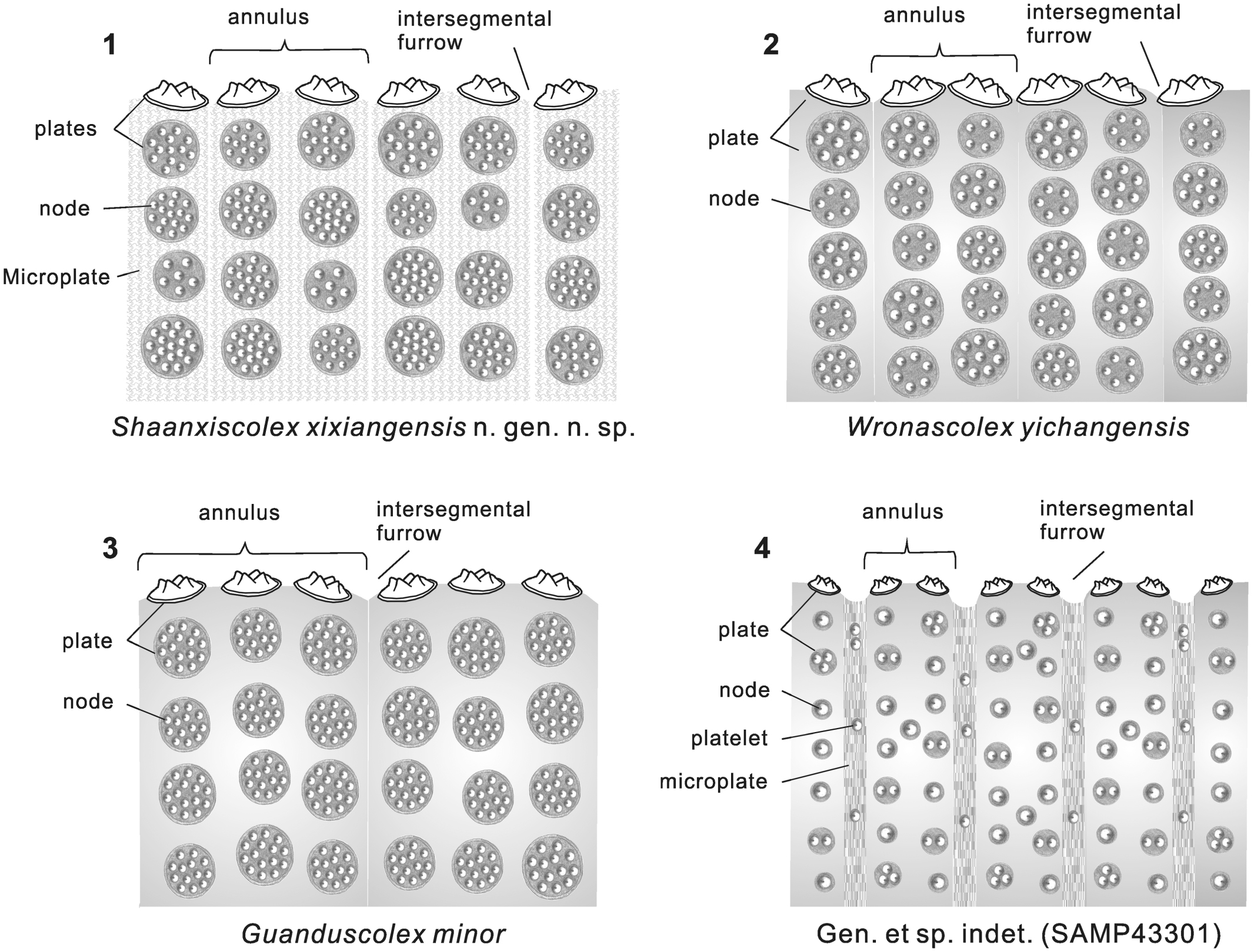 New Paleoscolecid Worms From The Early Cambrian North Margin - 