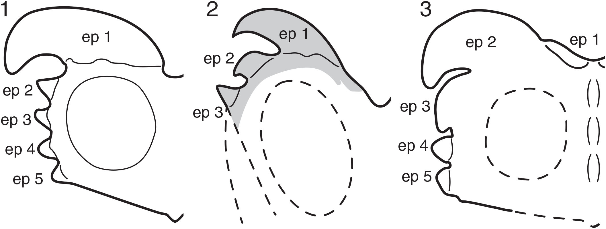 medusaceratops lokii