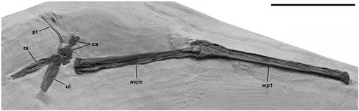 Meet Kryptodrakon: Oldest Known Pterodactyl Found in China