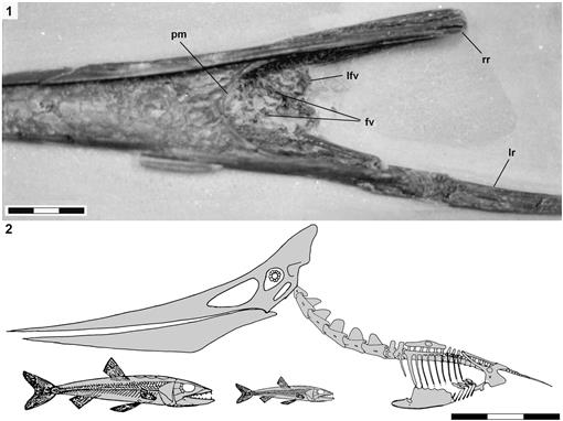 Meet Kryptodrakon: Oldest Known Pterodactyl Found in China