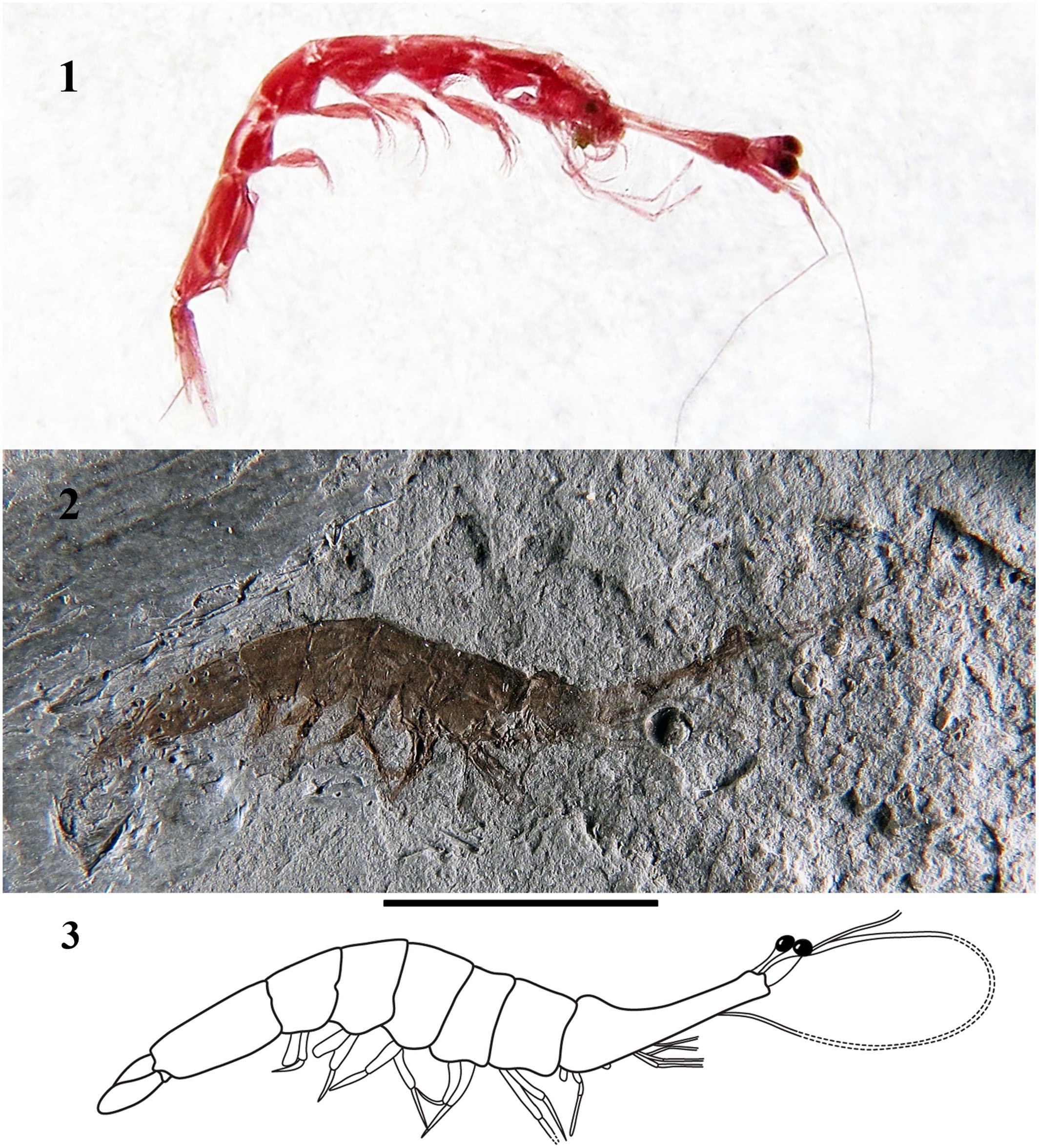 A remarkable new genus and species of the planktonic shrimp family ...