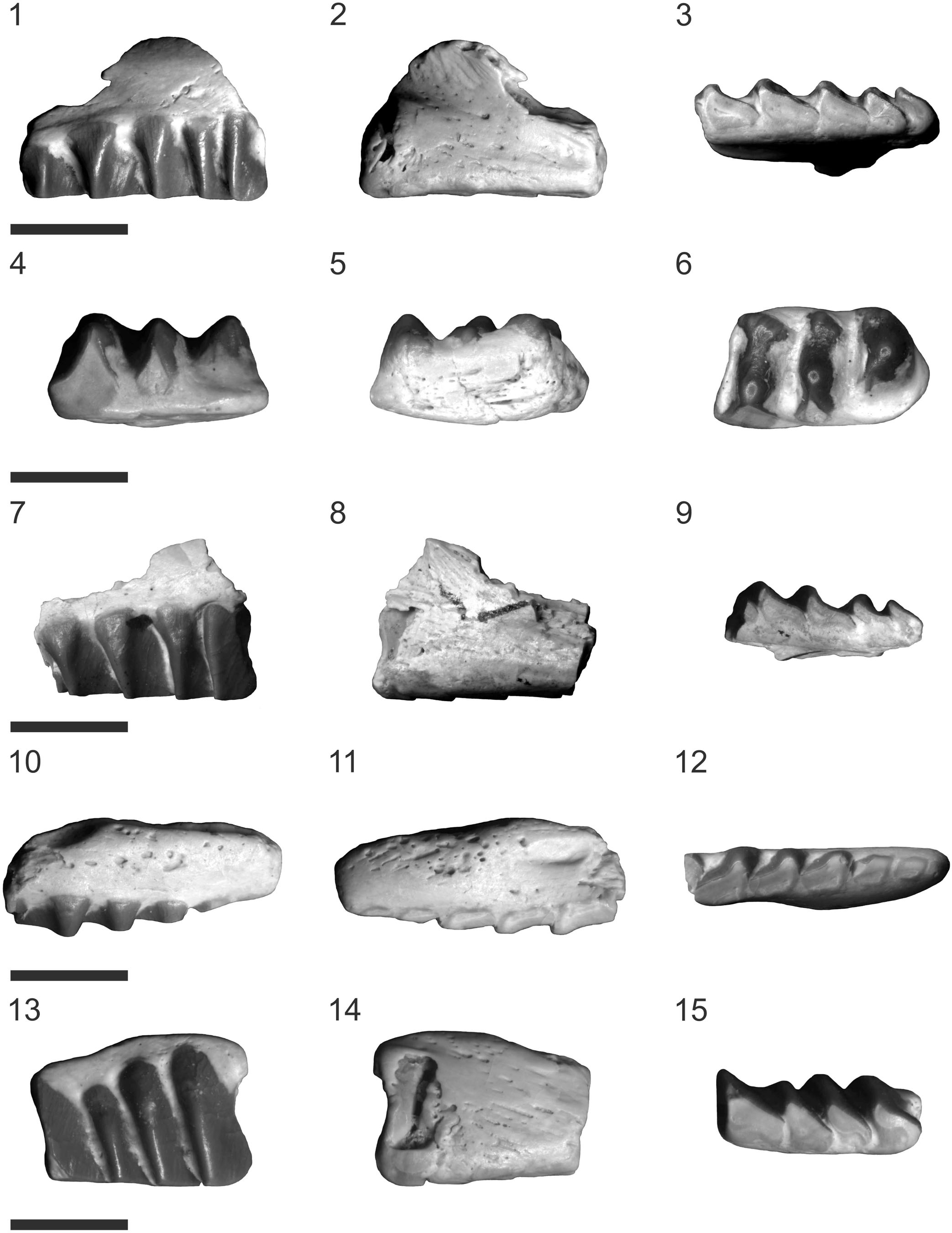 Taxonomic reassessment of Clevosaurus latidens Fraser, 1993 ...