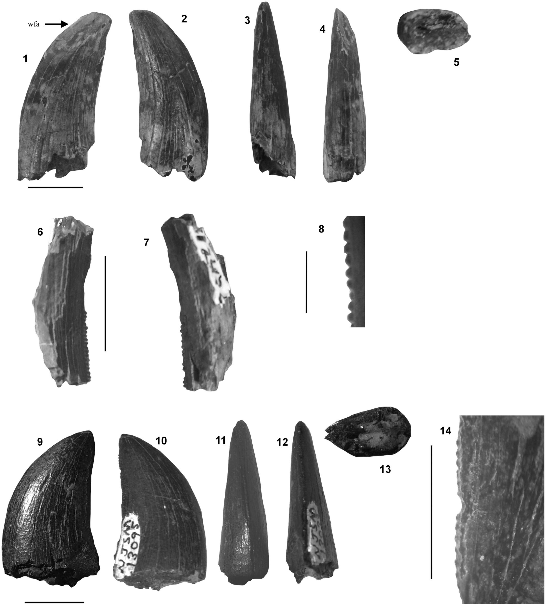 The distinctive theropod assemblage of the Ellisdale site of New Jersey ...