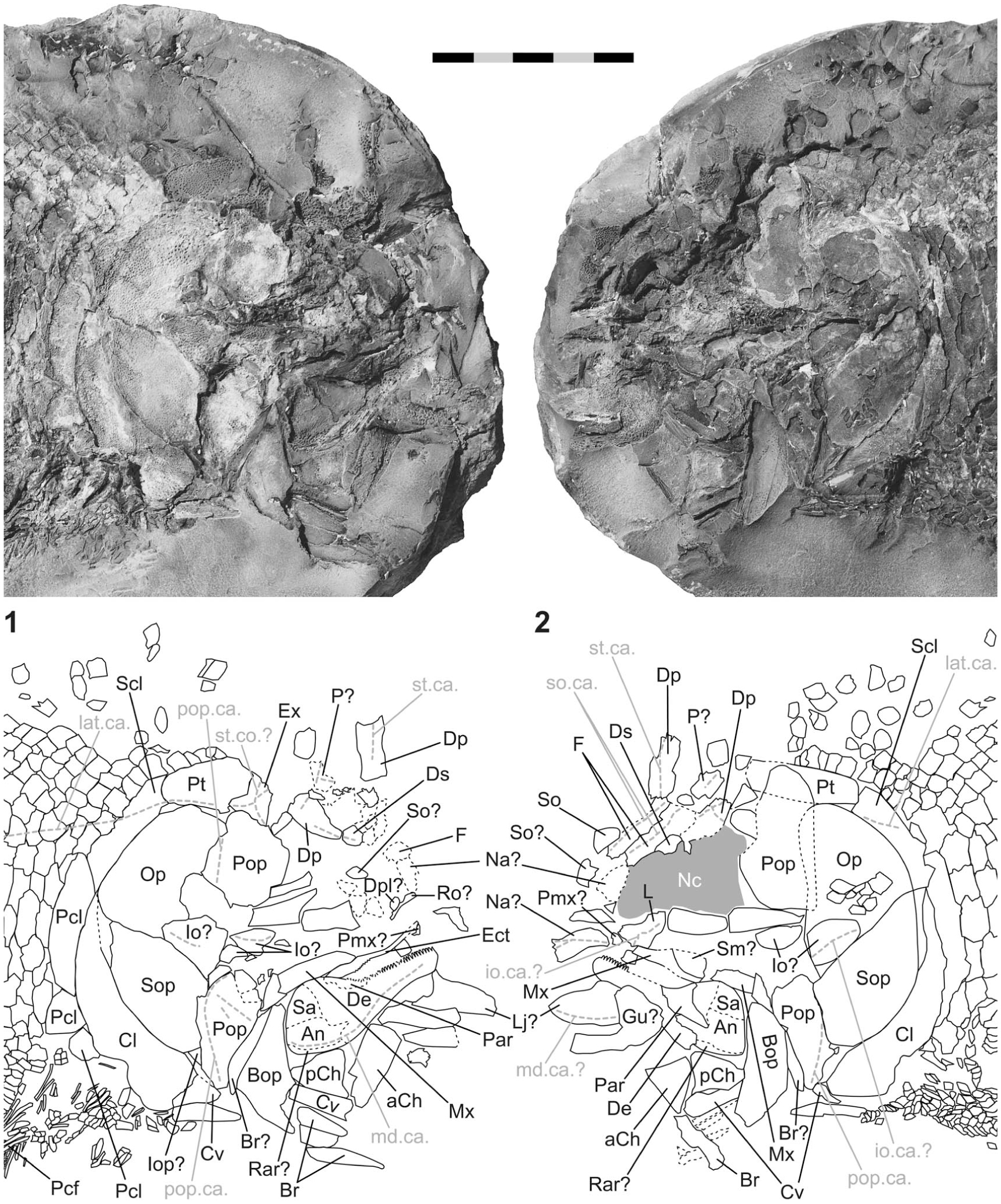 Marine Early Triassic Actinopterygii From The Candelaria Hills Esmeralda County Nevada Usa