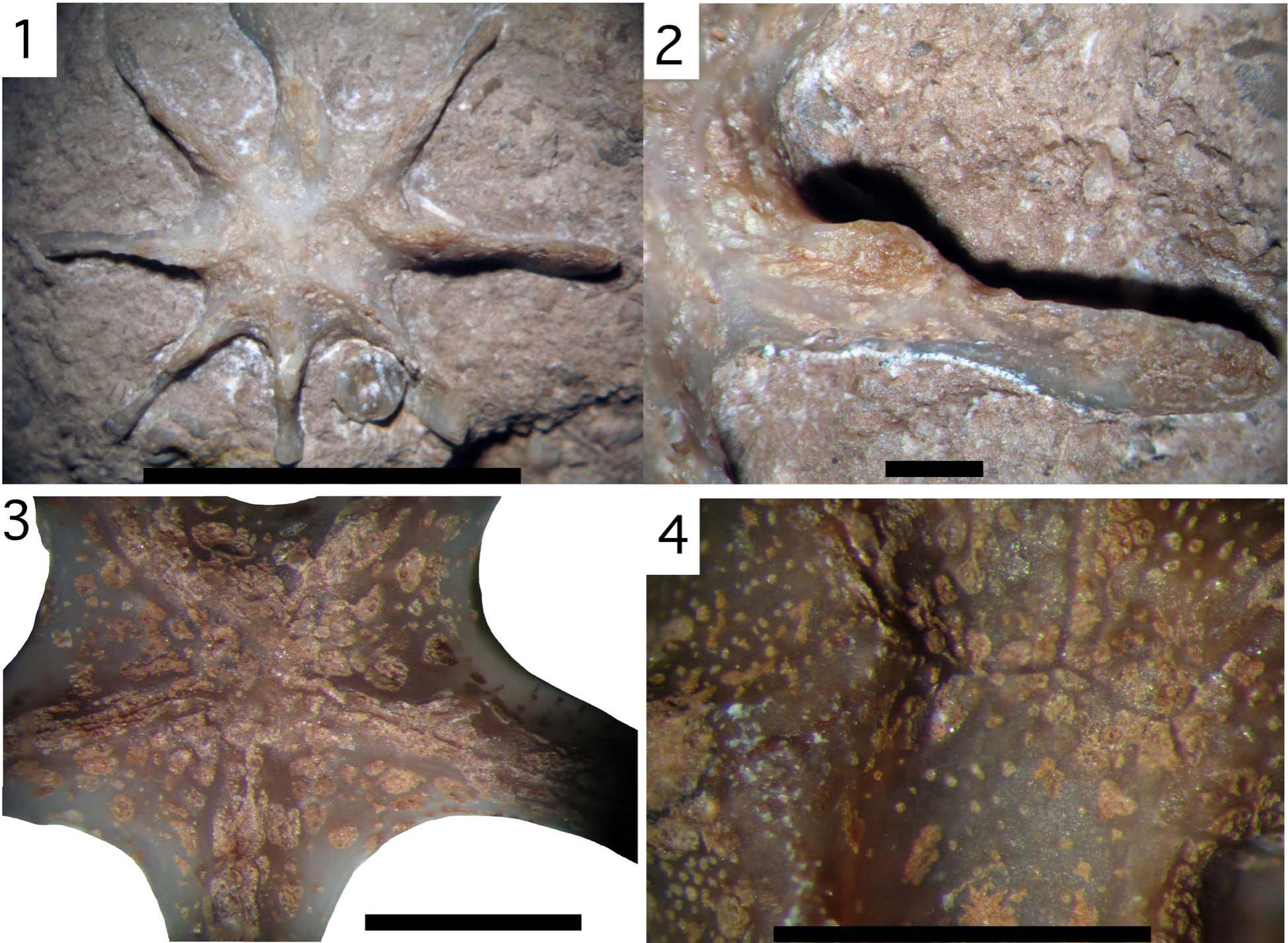 Evactinoporidae A New Family Of Cystoporata Bryozoa From The