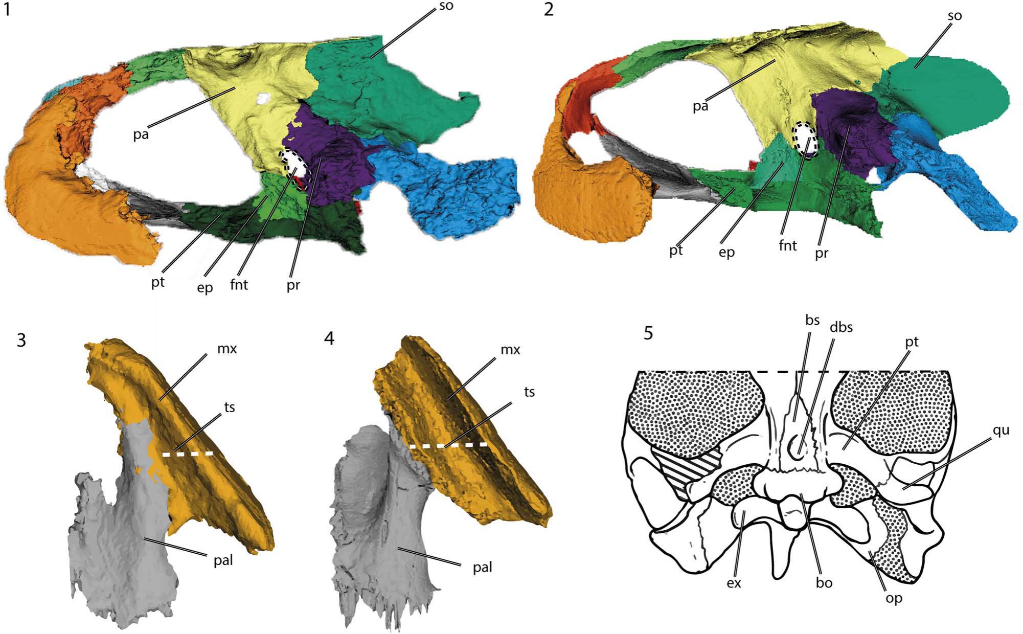 New cranial fossils of the Jurassic turtle Neusticemys neuquina and ...