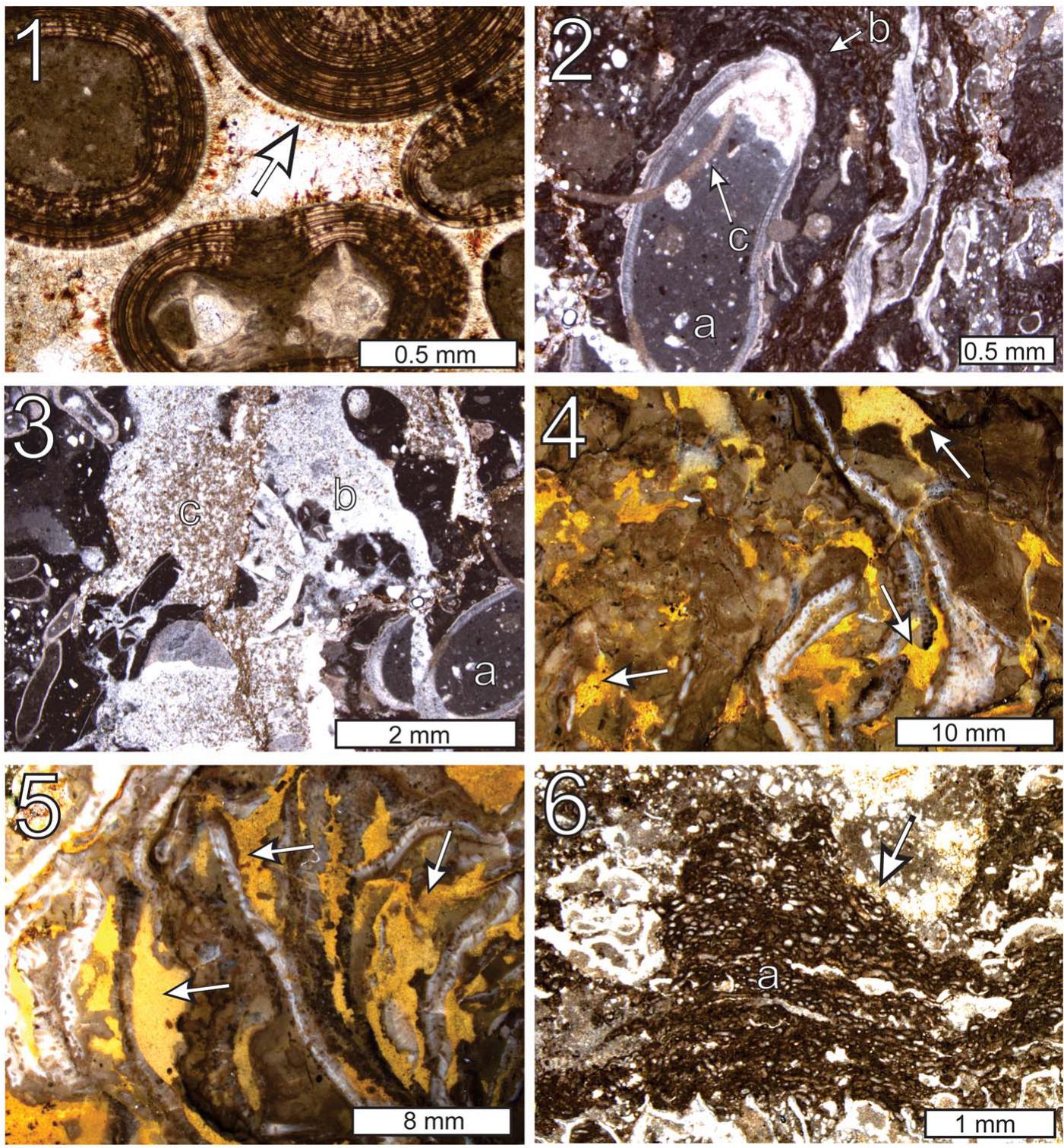 A new mound-building biota from the lower Carboniferous of Alabama