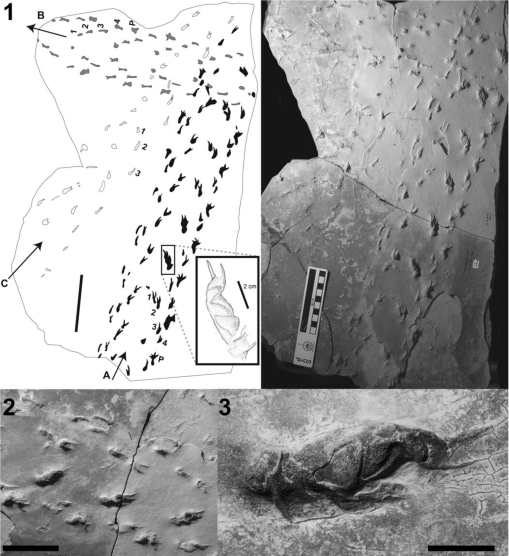 Horseshoe Crab Trace Fossils From The Upper Cretaceous Two Medicine ...