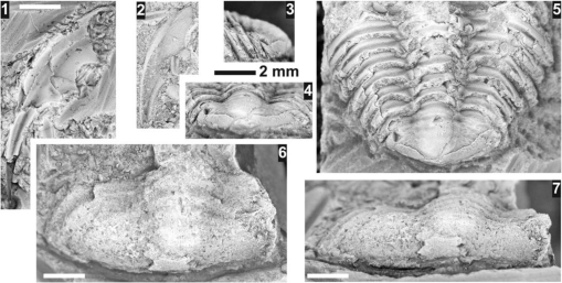 Graphite Mold: Trilobite 