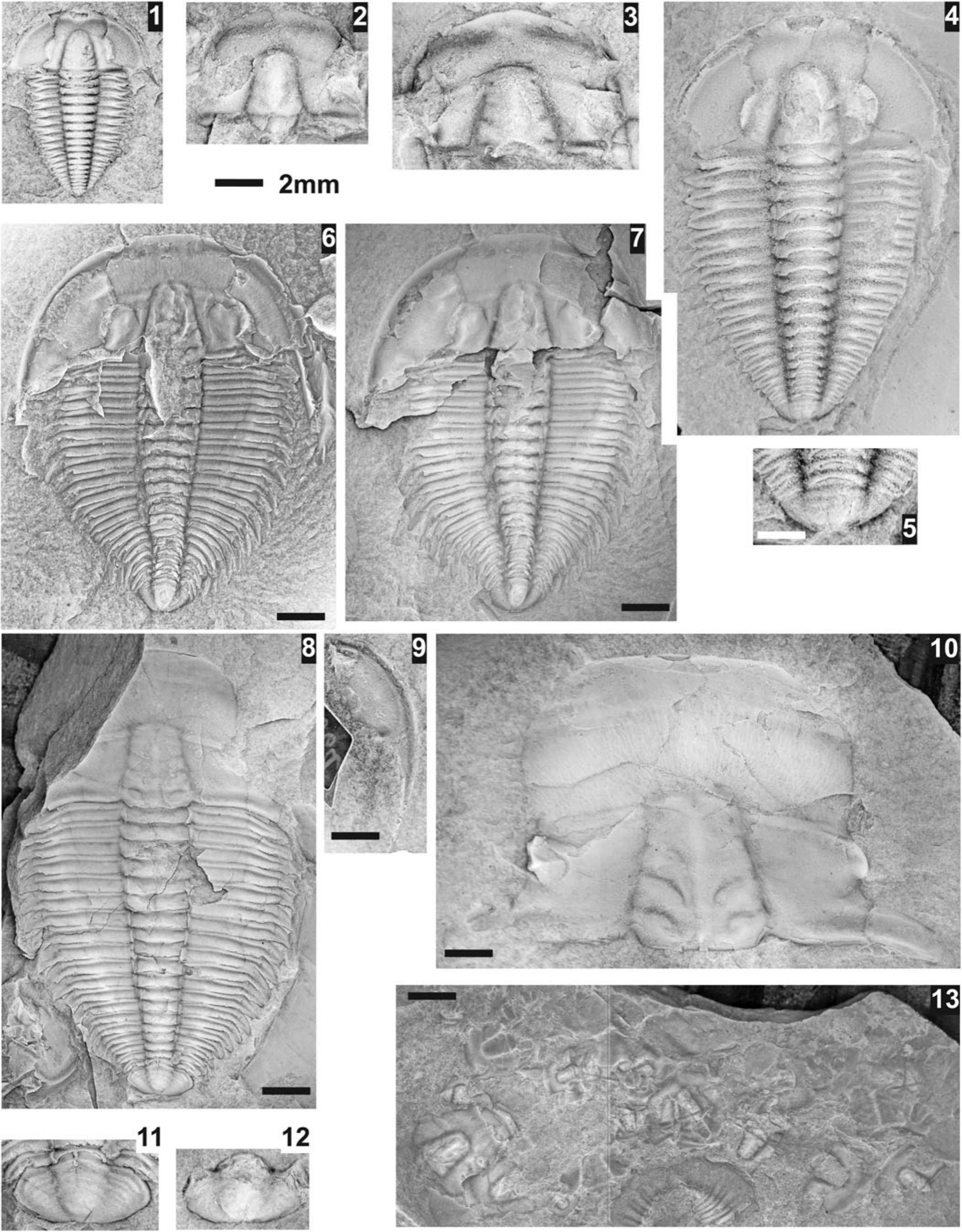 Graphite Mold: Trilobite 