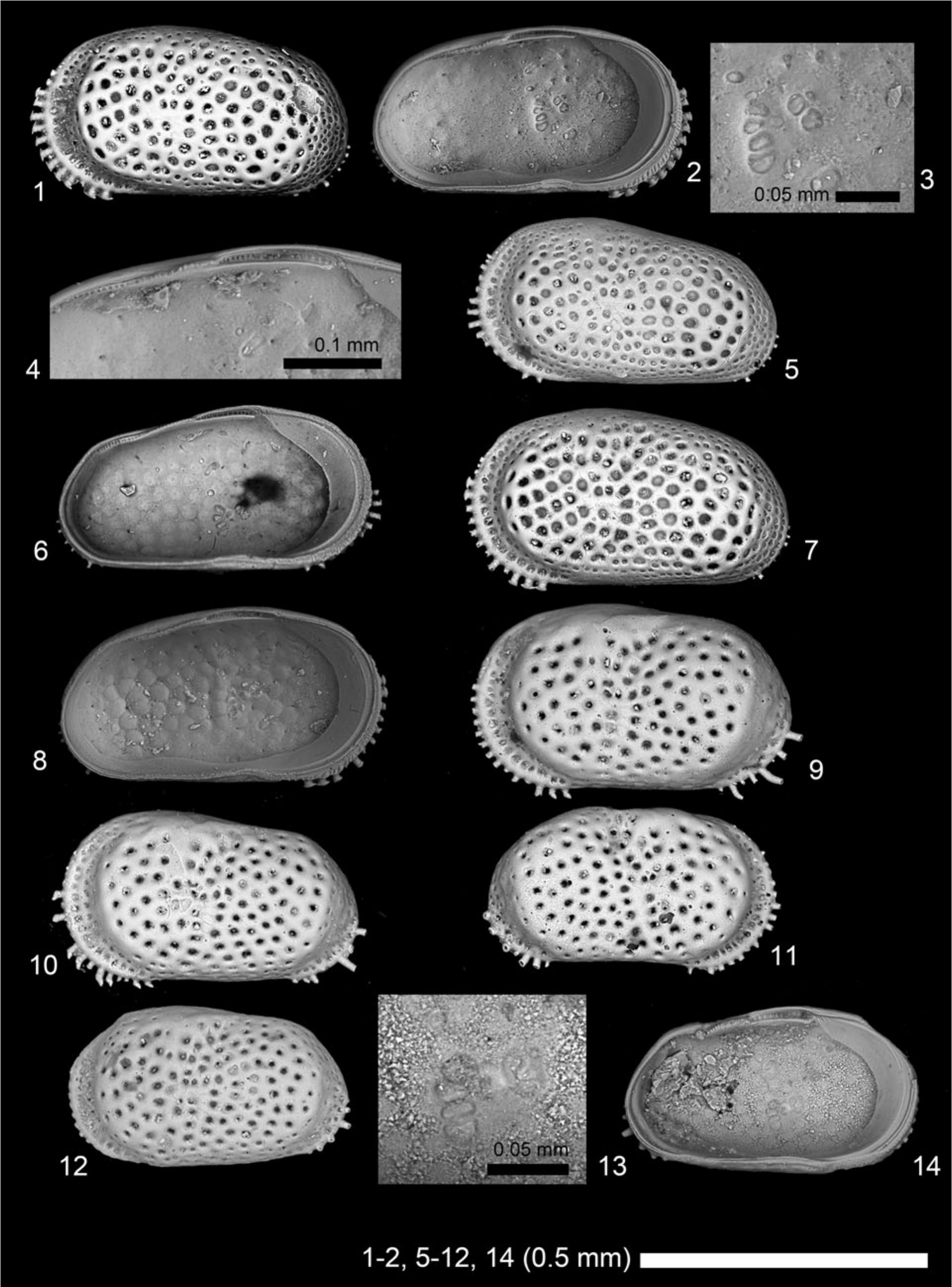 Early Miocene Marine Ostracodes From Southwestern India Implications For Their Biogeography And The Closure Of The Tethyan Seaway