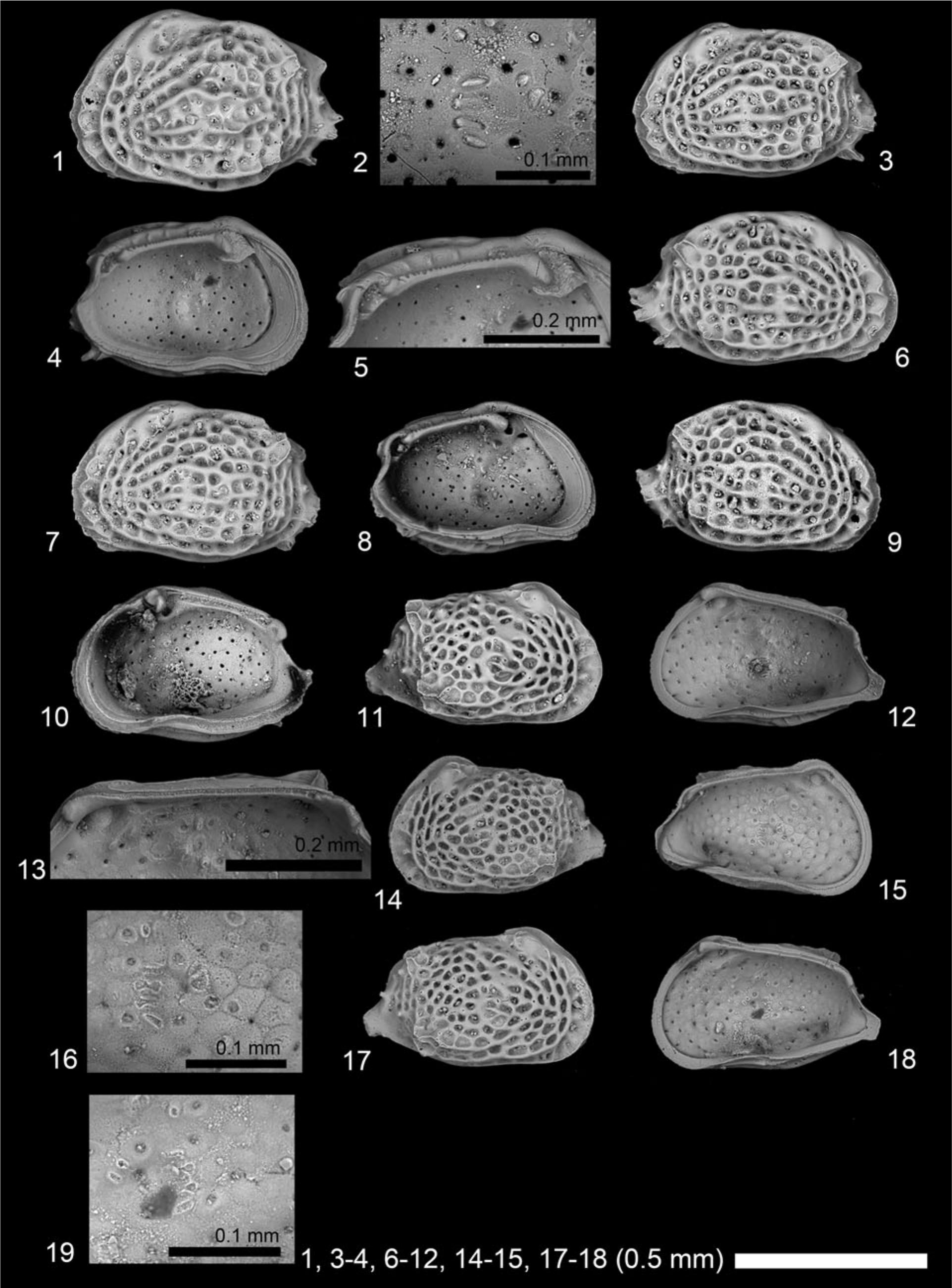 Early Miocene Marine Ostracodes From Southwestern India Implications For Their Biogeography And The Closure Of The Tethyan Seaway