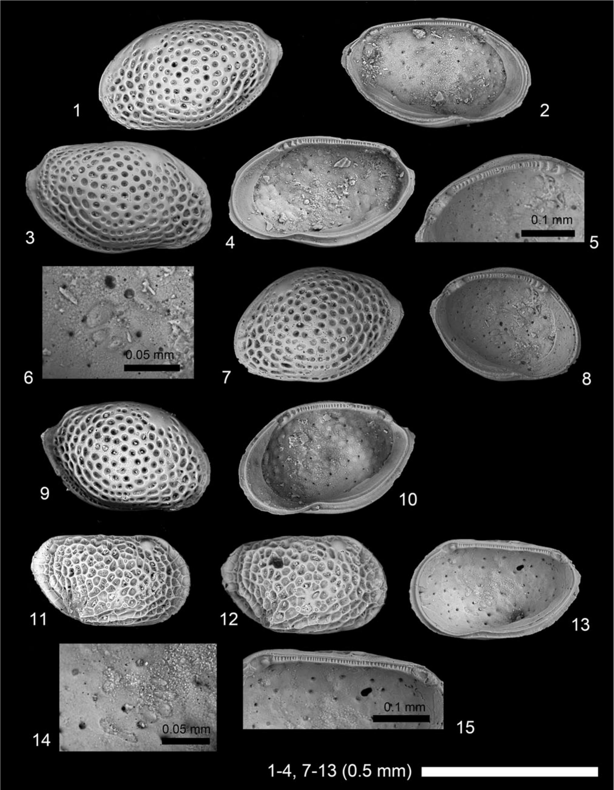 Early Miocene Marine Ostracodes From Southwestern India Implications For Their Biogeography And The Closure Of The Tethyan Seaway