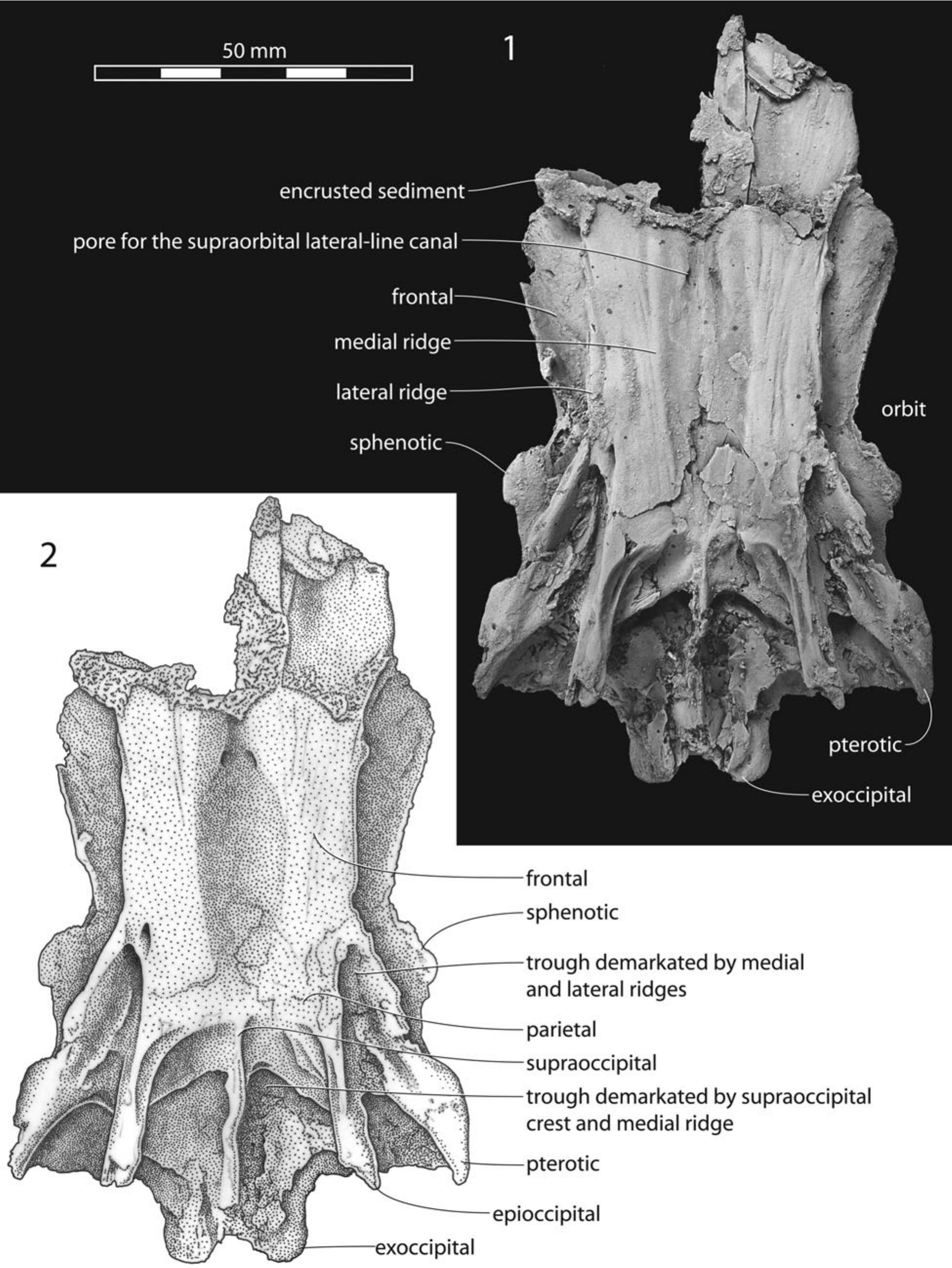 A new cobia (Teleostei, Rachycentridae) species from the Miocene St ...