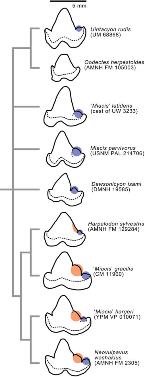 Carnivorous mammals from the middle Eocene Washakie Formation, Wyoming,  USA, and their diversity trajectory in a post-warming world, Journal of  Paleontology