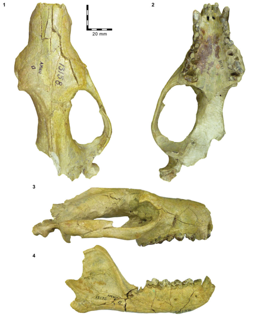 Carnivorous mammals from the middle Eocene Washakie Formation, Wyoming,  USA, and their diversity trajectory in a post-warming world, Journal of  Paleontology