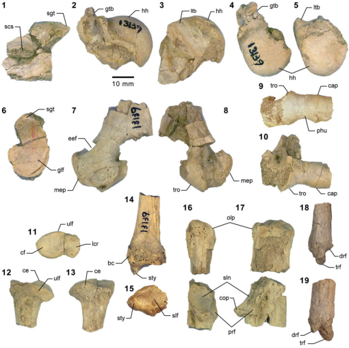 Carnivorous mammals from the middle Eocene Washakie Formation, Wyoming,  USA, and their diversity trajectory in a post-warming world, Journal of  Paleontology