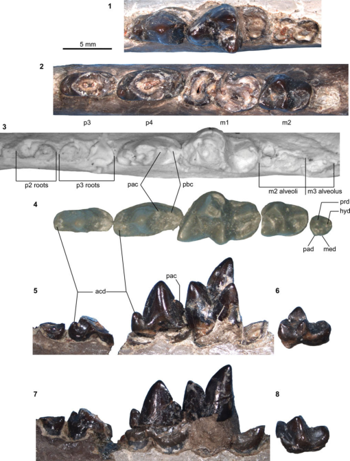 Carnivorous mammals from the middle Eocene Washakie Formation, Wyoming,  USA, and their diversity trajectory in a post-warming world, Journal of  Paleontology