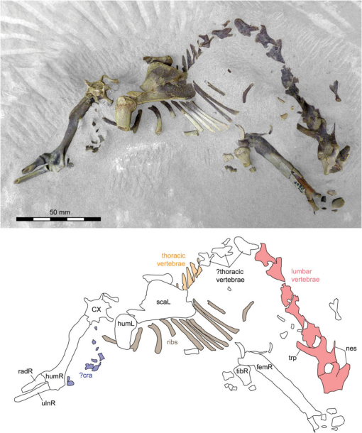 Carnivorous mammals from the middle Eocene Washakie Formation, Wyoming,  USA, and their diversity trajectory in a post-warming world, Journal of  Paleontology