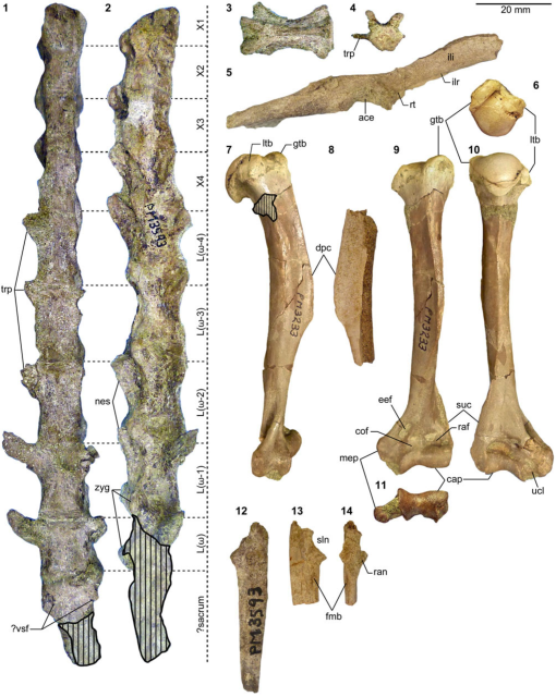 Carnivorous mammals from the middle Eocene Washakie Formation, Wyoming,  USA, and their diversity trajectory in a post-warming world, Journal of  Paleontology