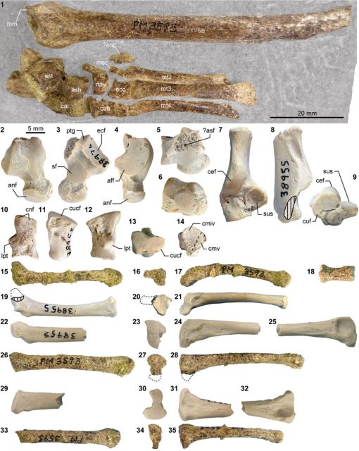 Carnivorous mammals from the middle Eocene Washakie Formation, Wyoming,  USA, and their diversity trajectory in a post-warming world, Journal of  Paleontology