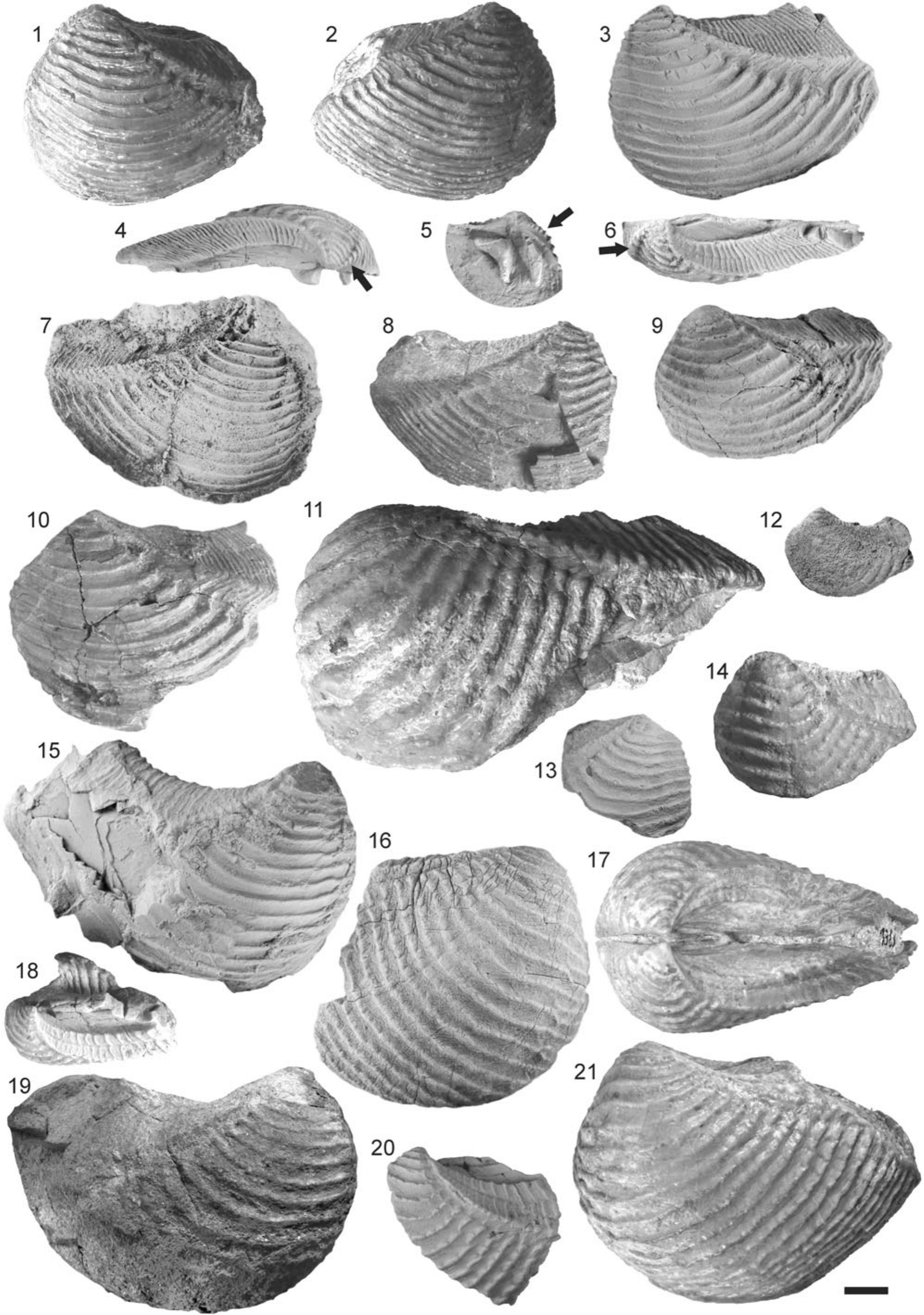 Early Jurassic Trigoniida (Bivalvia) from Argentina