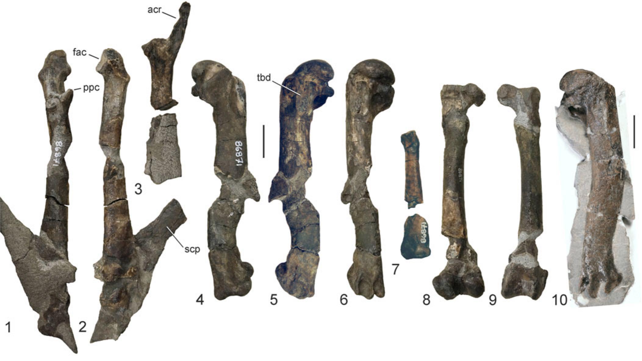 New late Eocene and Oligocene Plotopterid Fossils from Washington State ...