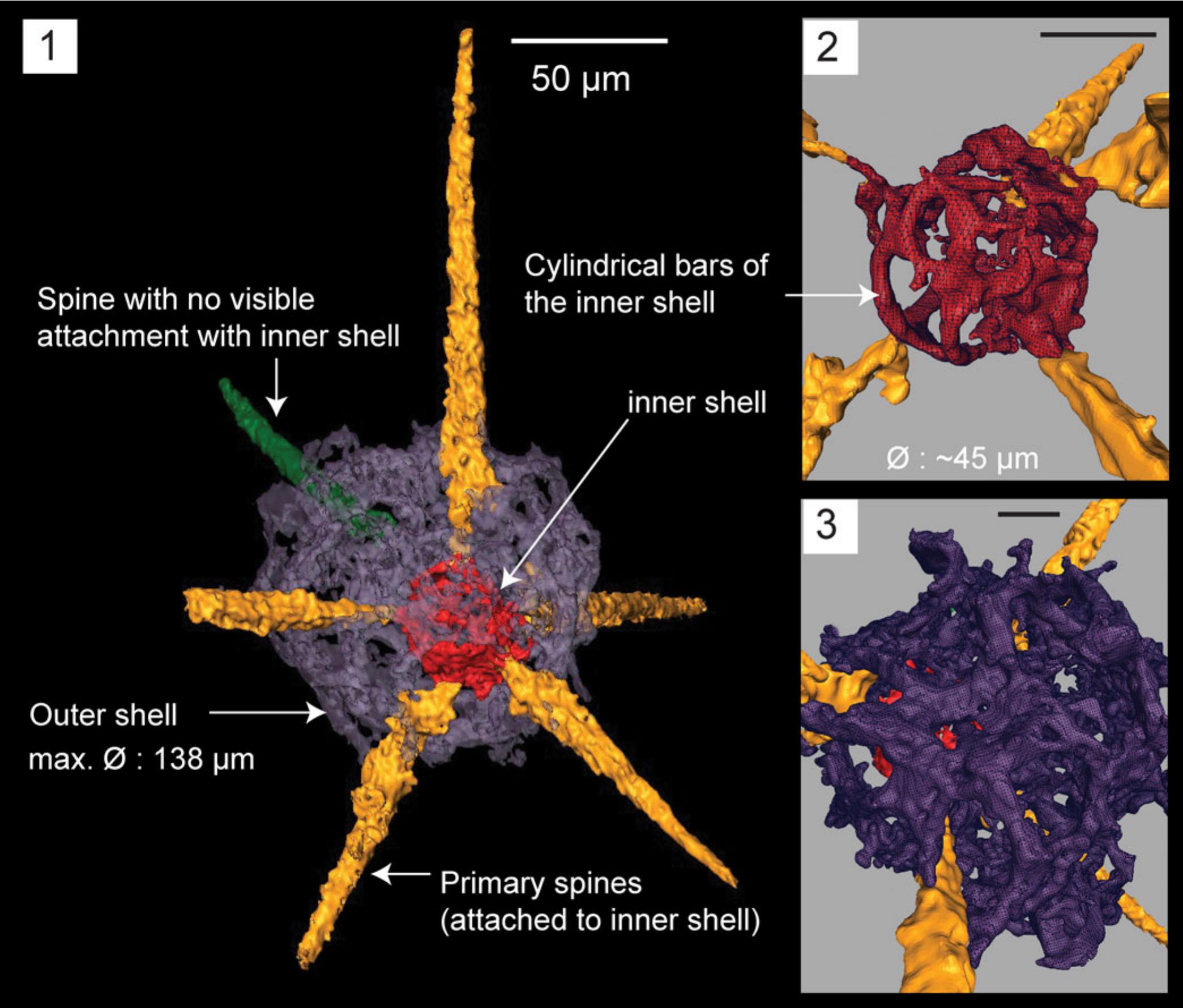 Late Sandbian Sa2 Radiolarians Of The Pingliang Formation From The Guanzhuang Section Gansu Province China