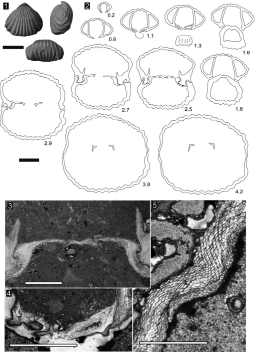 Pleurogenoides sp. in the oral cavity of Atheris hispida LAURENT, 1955.