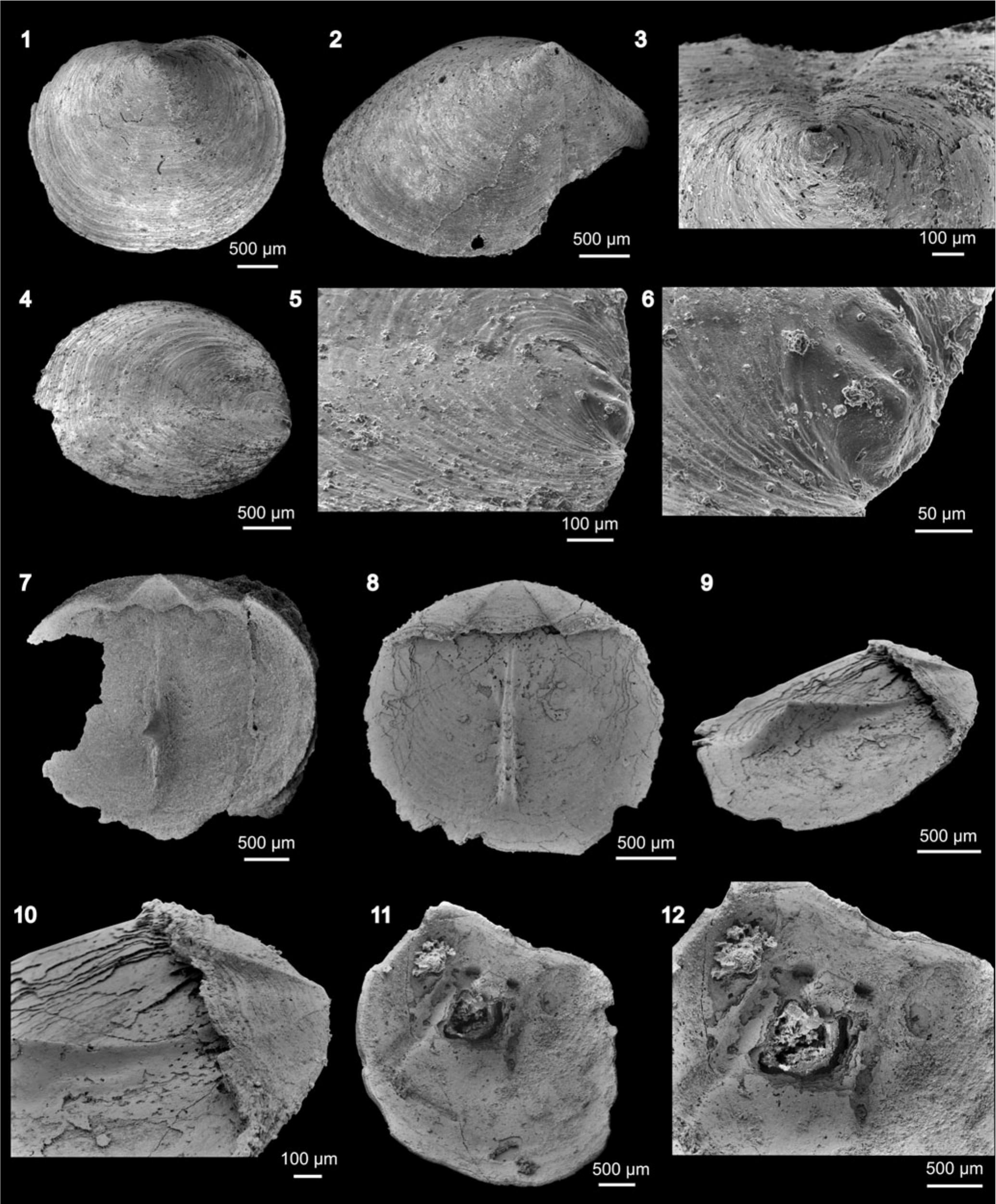 Cambrian (Stage 4 to Wuliuan) brachiopods from Sonora, Mexico