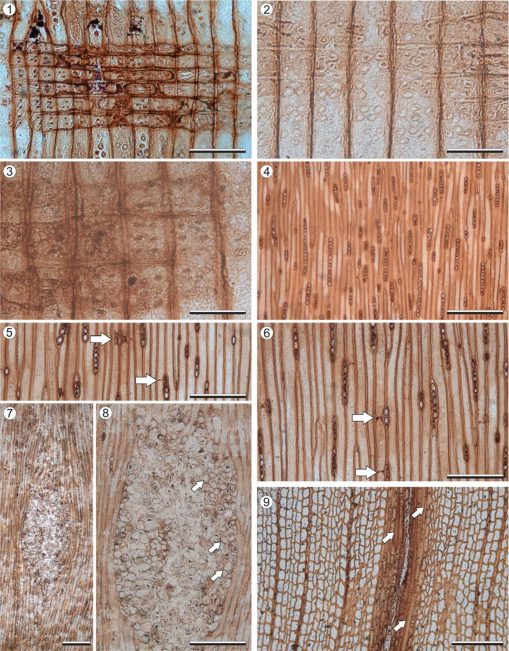 Full article: Marine and terrestrial invertebrate borings and fungal damage  in Paleogene fossil woods from Seymour Island, Antarctica