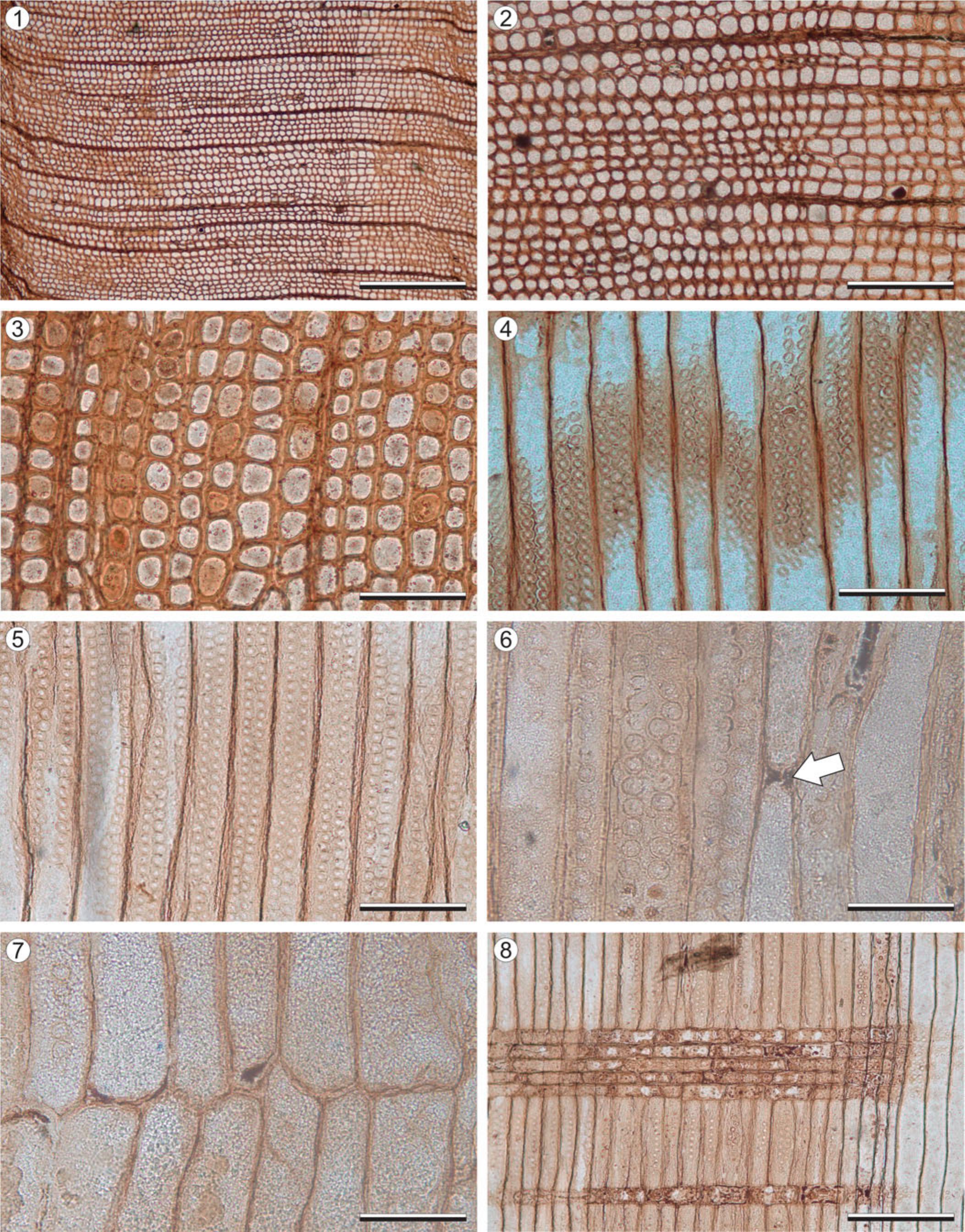 Full article: Marine and terrestrial invertebrate borings and fungal damage  in Paleogene fossil woods from Seymour Island, Antarctica