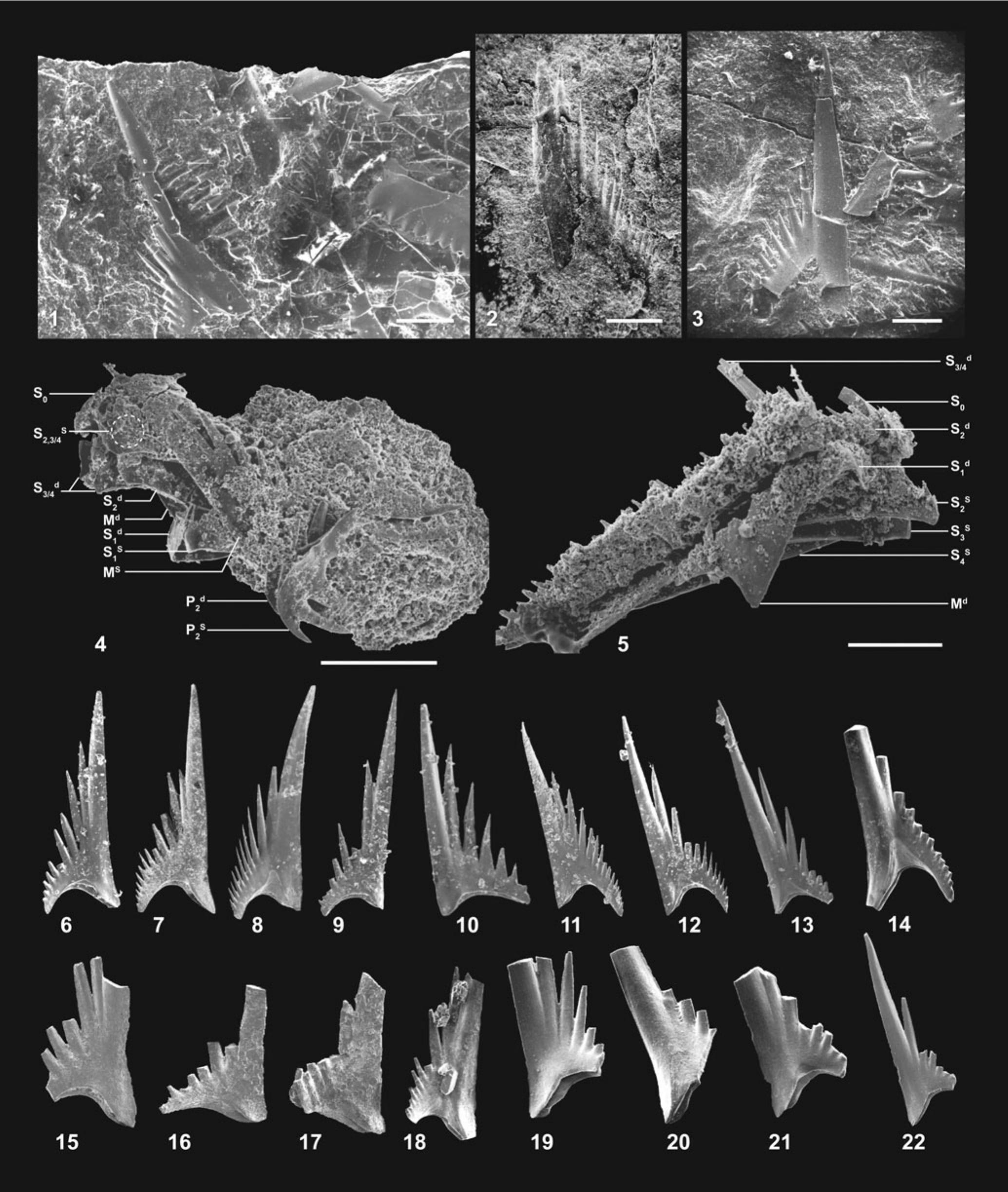 The Carboniferous conodont Lochriea commutata (Branson and Mehl, 1941), the  type species of Lochriea Scott, 1942: nomenclatural history, apparatus  composition and effects on Lochriea species