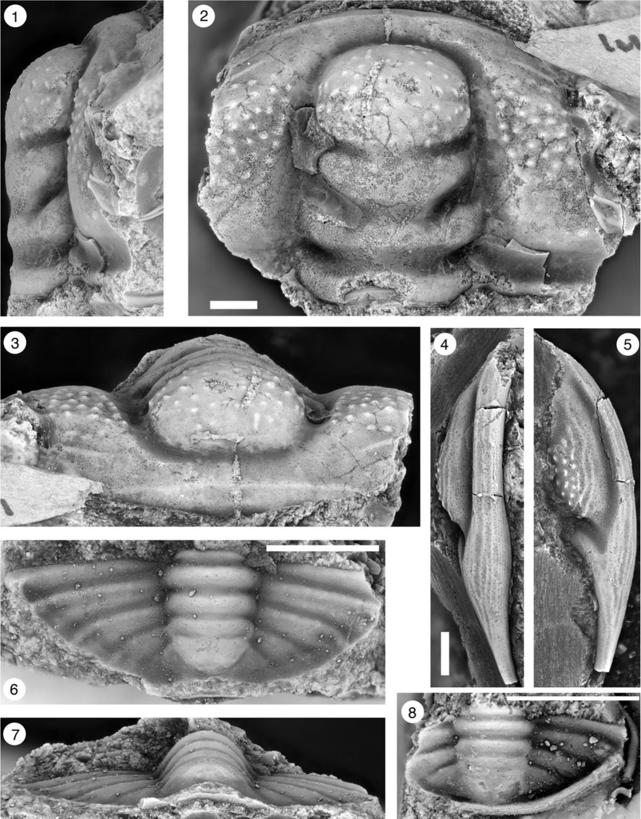 A new Cambrian (Jiangshanian, Sunwaptan) trilobite fauna from Oklahoma ...