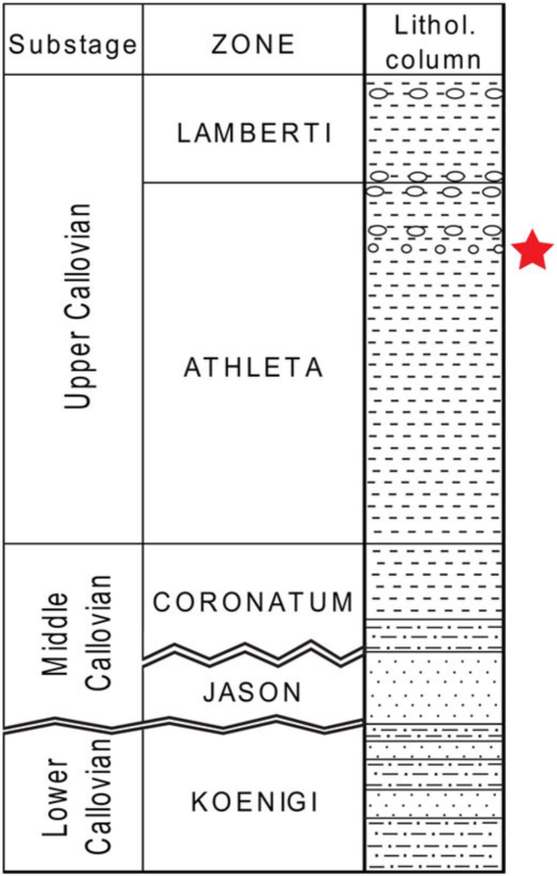 New findings of Decapoda (Crustacea) in the Callovian of the Ryazan ...