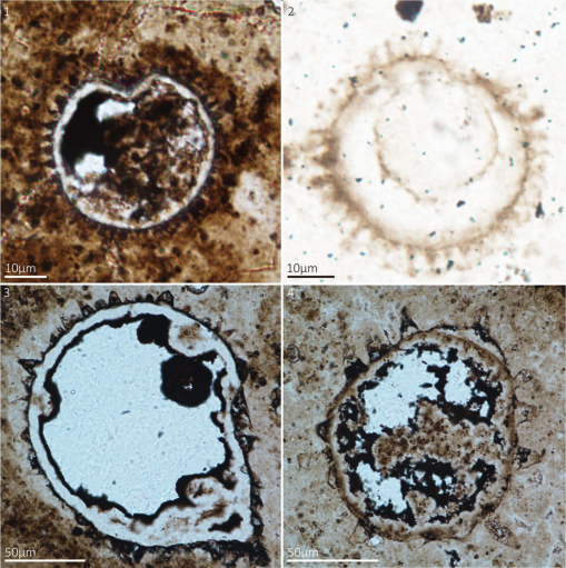 New materials of acanthomorphic acritarchs from the Ediacaran Weng