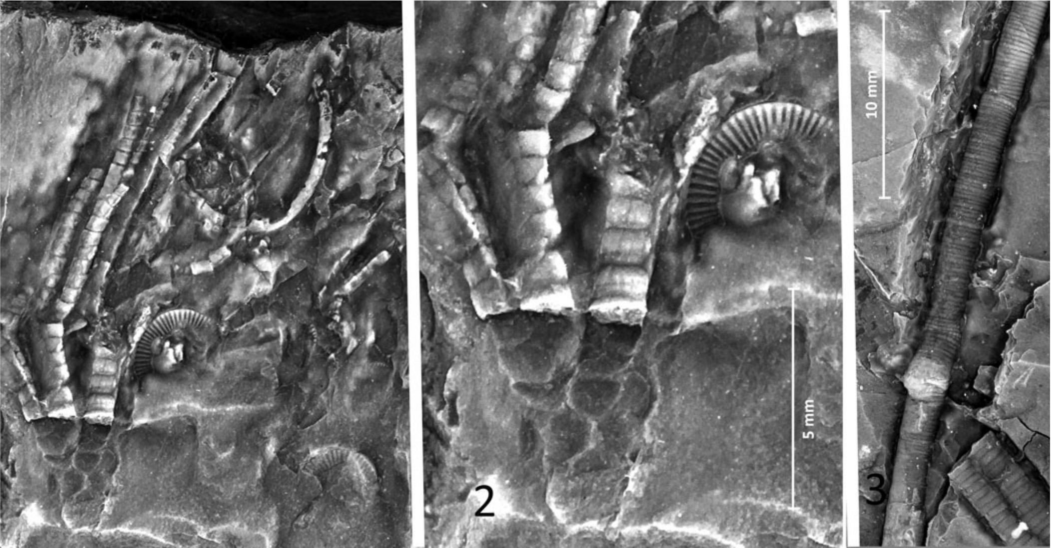 Merocrinus A crinoid fauna and a new species of Pycnocrinus from the Martinsburg ...