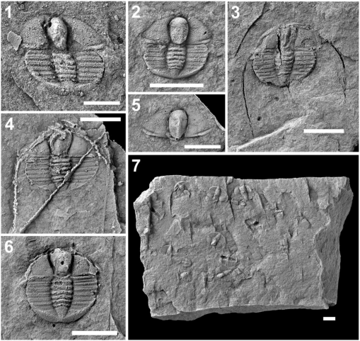 Al Rose Spawn Ranch Trilobites from the Al Rose Formation (Lower Ordovician, Inyo Mountains ...